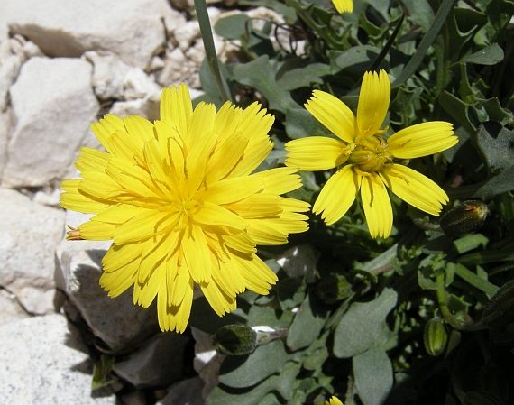 Roberta taraxacoides
